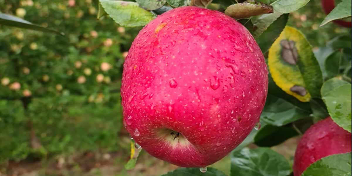 Progetto Nadine: Ri.Nova e Apofruit fanno squadra per la mela Candine®